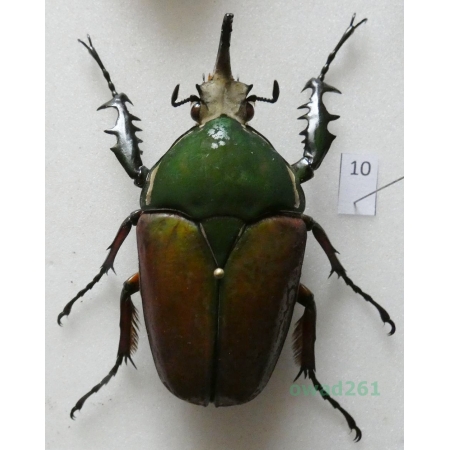 Mecynorhina ugandensis (Moser, 1907) male ex. ovo Uganda10